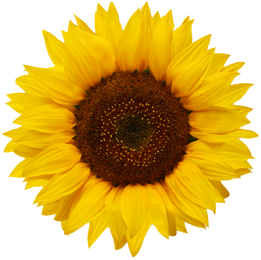 Image of Sunflower Logo
